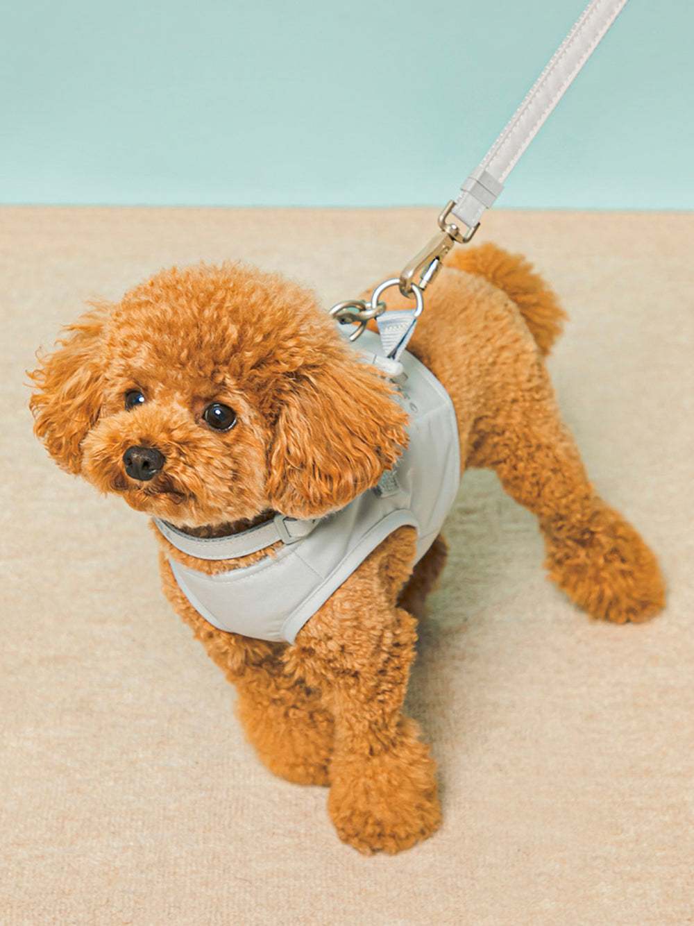 CAT&DOG Pet Leash